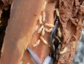 蒸湘白蚁防治公司分享白蚁防治常见误区，避开防虫踩坑指南